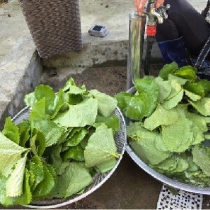 강원도 횡성군 청일면 청정 곰취