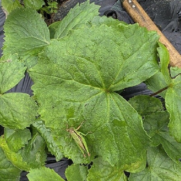 강원도 횡성군 청일면 신선 곤달비